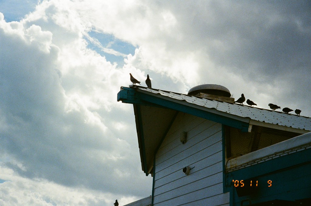 Pigeons (a film point and shoot took this!)